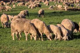 Sheep Production Process Complete Guide