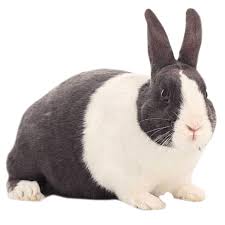 The Different Breeds and Classification of Rabbits