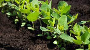 Roles and Benefits of Legumes in the Soil