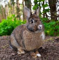 Introduction and Characteristics of Rabbits