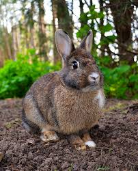 Introduction and Characteristics of Rabbits