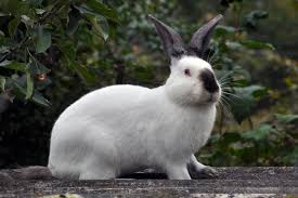 The Different Breeds and Classification of Rabbits
