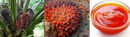 9 Unique Health Benefits and Uses of Palm Oil