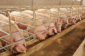 Different Breeds of Swine (Pigs)
