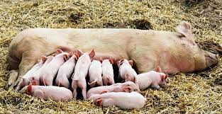 Management of Swine