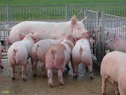 Management of Swine