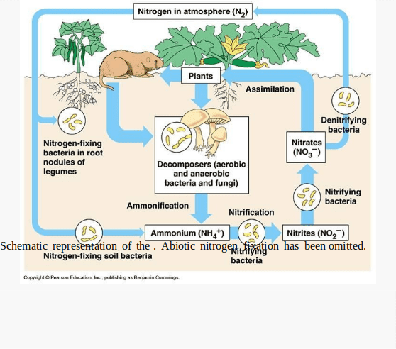 Nitrogen Fixation and Role of Nitrogen in the Biosphere