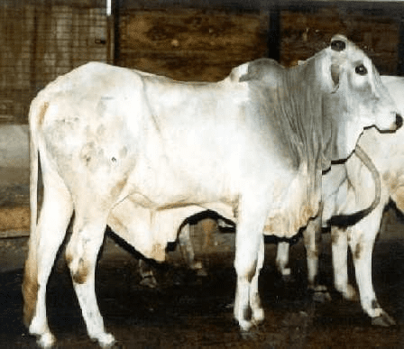 The Different Breeds of Cattle (Cattle Breeds)