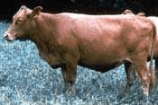 The Different Breeds of Cattle (Cattle Breeds)