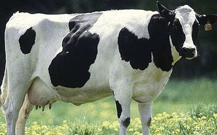 The Different Breeds of Cattle (Cattle Breeds)