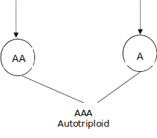 Autopolyploids, Allopolyploids and Production of Triploids