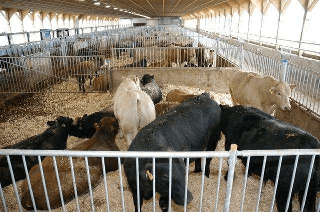 Housing in Cattle Production