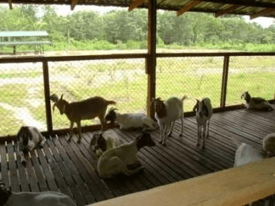 Guide to Proper Housing in Sheep and Goat Production - Agric4Profits