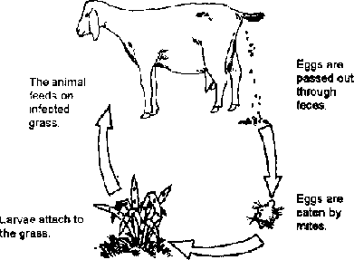 Internal Parasites of Ruminants