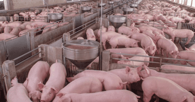 Processing of Pig Products and Record Keeping