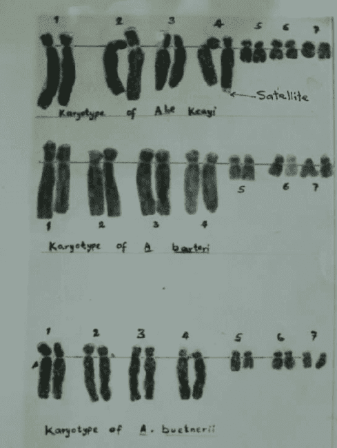 Chromosome