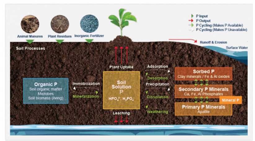 Phosphorus Content of Soils
