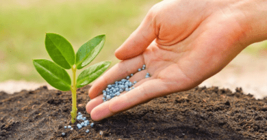 Best Sources of Fertilizers for Plants