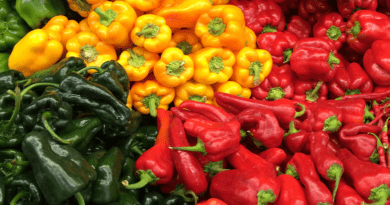 Planting, Growing and Harvesting Bell Peppers (Capsicum annuum)