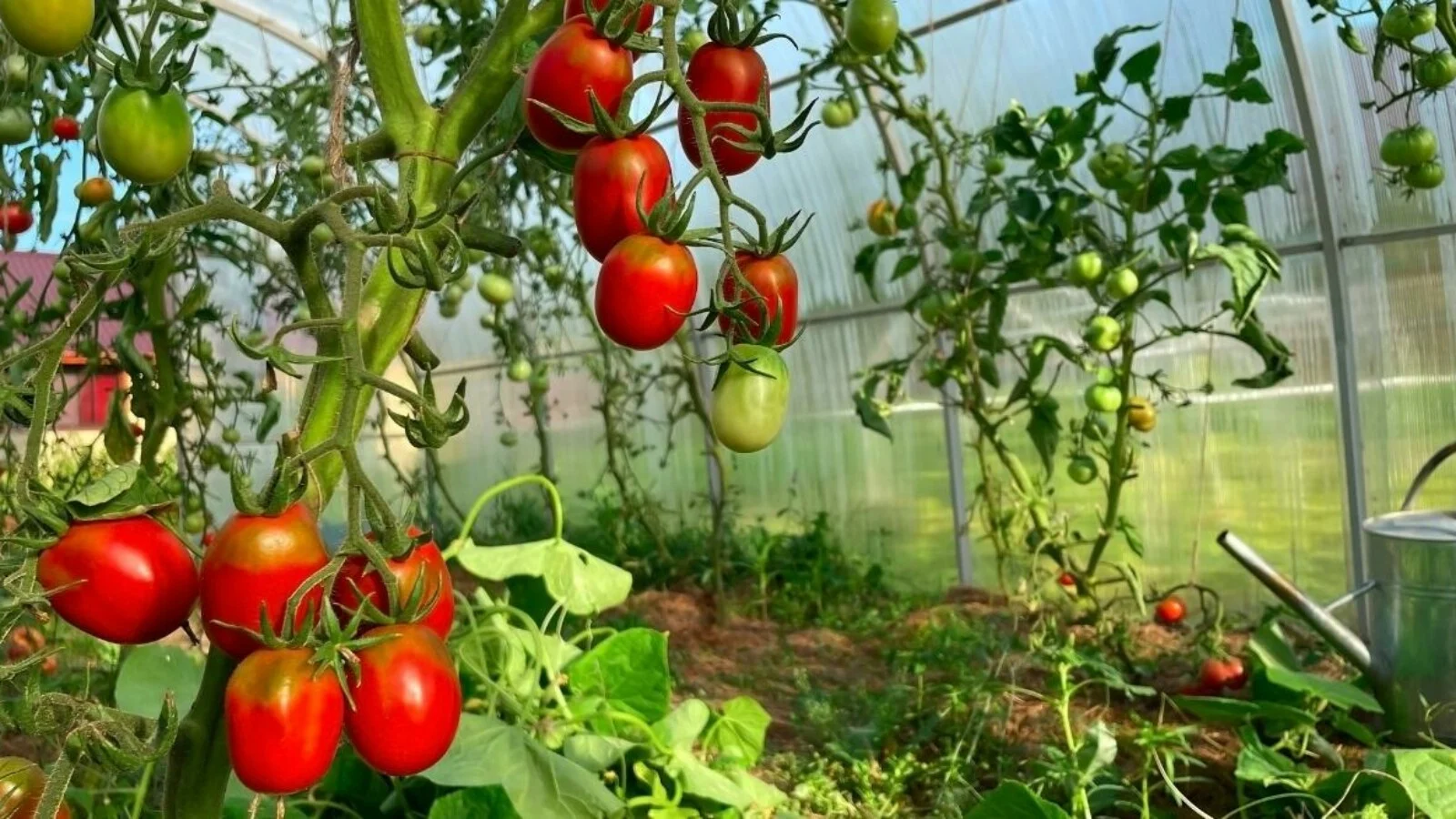 Planting, Growing and Harvesting Tomatoes (Solanum lycopersicum)