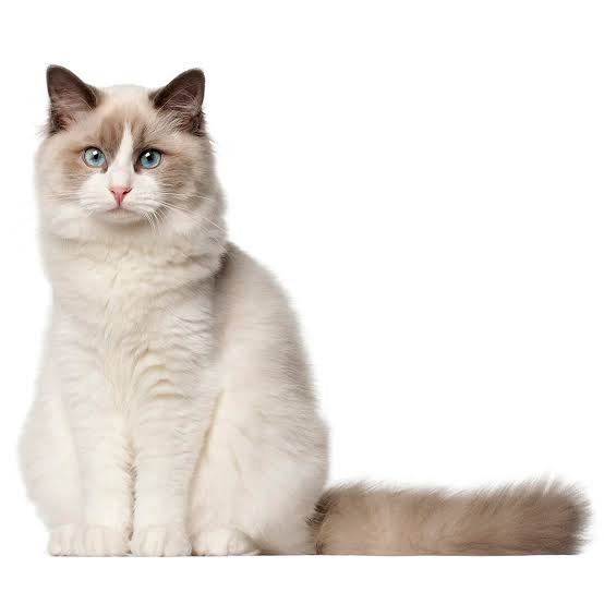 Ragdoll Cat Breeds Description and Complete Care Guide
