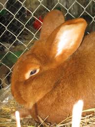Introduction and Characteristics of Rabbit Keeping