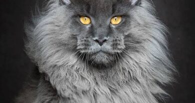 Large Maine Coon Cat Description and Guide to Proper Care