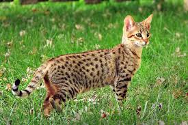 Serval Domestic Cat Description and Proper Care Guide