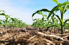 Nitrogen Content of Soils and Factors Affecting Soil Nitrogen