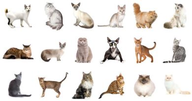Cat Breed Identifier: The Art of Cat Breed Identification