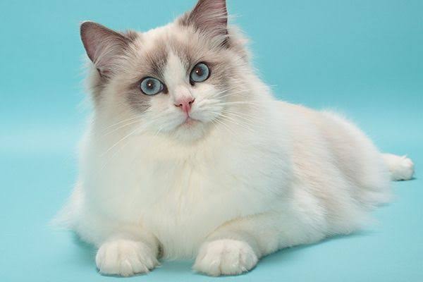 How and Where to Find Ragdoll Cats for Adoption