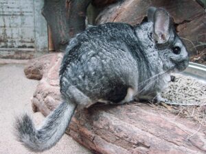 Chinchilla Endangered Rodent