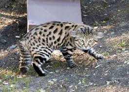 Black Footed Cat Description and Complete Care Guide