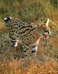 African Serval Cat Description and Complete Care Guide