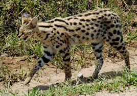 Wild African Cat Description and Complete Care Guide