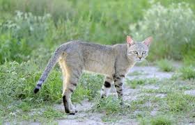 Wild African Cat Description and Complete Care Guide