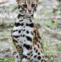 Asian Leopard Cat Description and Complete Care Guide