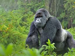 Gorillas in the Wild: Description, Health and Nutrition