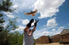 Wild Bird Rescue and Wild Bird Sanctuary Wild Bird Rescue and Wild Bird Sanctuary