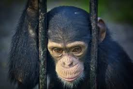 Reasons and Impacts of Keeping Animals in Captivity