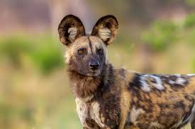 Wild African Dogs Description and Care Guide