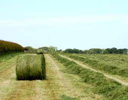 Silage Conservation for Animal Feeds and Feeding