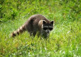 Wild Raccoon: History, Description and Nutrition