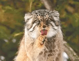 Pallas Cat Description and Complete Care Guide Pallas Cat Description and Complete Care Guide