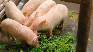 7 Things to Consider when Starting up a Piggery Project