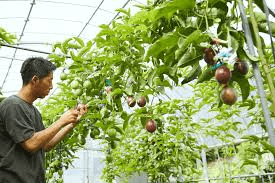 How to Grow Passion Fruits (Passiflora edulis) and make Fortune from it How to Grow Passion Fruits (Passiflora edulis) and make Fortune from it