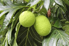 Amazing Health Benefits of African Breadfruit (Ukwa)