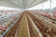 Basic things you should know about Poultry Farming