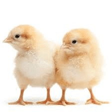 Basic things you should know about Poultry Farming