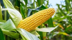 Ways to Obtain High Yield from your Maize Farm